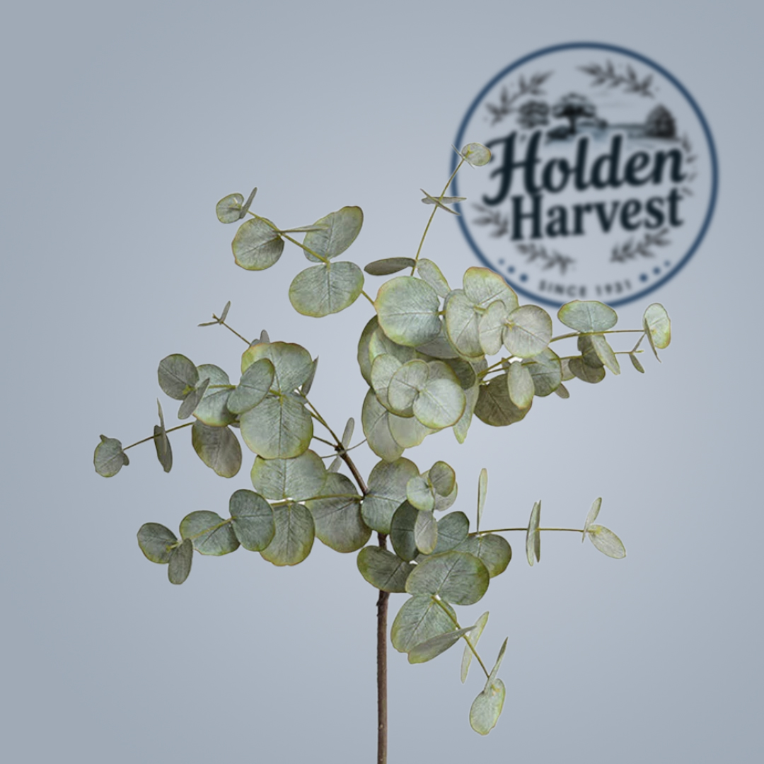 Eucalyptus leaves4